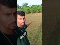 অনেক দিন পর সকালেই রোদ উঠেছে #farming #village #viral #minivlog
