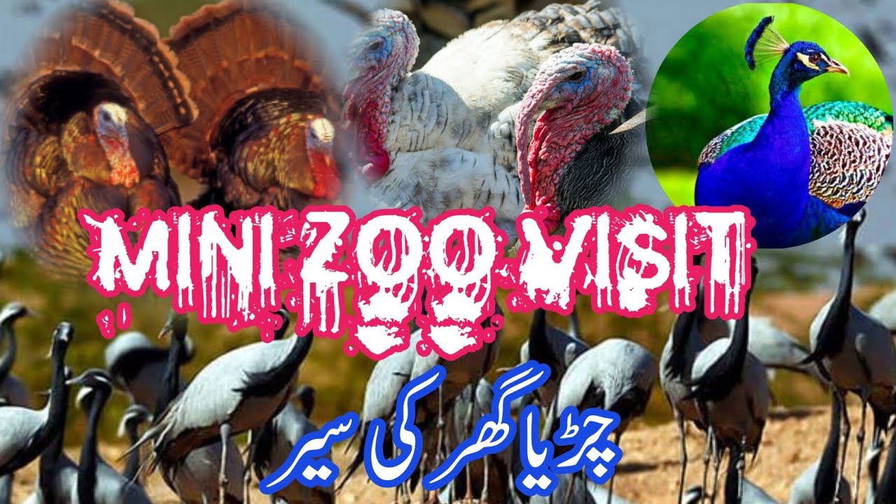 Mini zooMini zoo new video YouTube