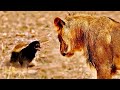 Why honey badgers dont fear god or lions