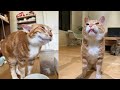 Funny moments of cats  funny compilation  fails of the week 22