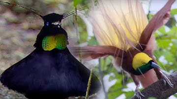Bird Of Paradise Courtship Spectacle | Planet Earth | BBC Earth