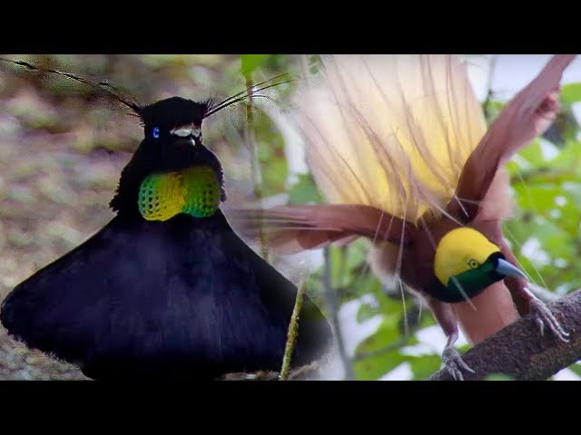 Bird Of Paradise Courtship Spectacle | Planet Earth | BBC Earth class=