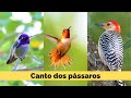 Pássaros do campo | Som dos pássaros e música relaxante | Viver no campo