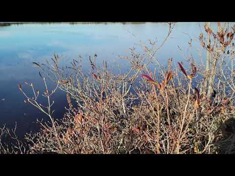 Video: Swamp Azalea Care: Swamp Azalea Groeivereistes