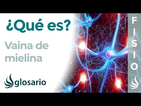Video: ¿Cuál es el papel de la vaina de mielina en un axón?