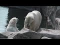 Zoo Bremerhaven: Eisbären Lloyd und Valeska - Polar Füchse Babies