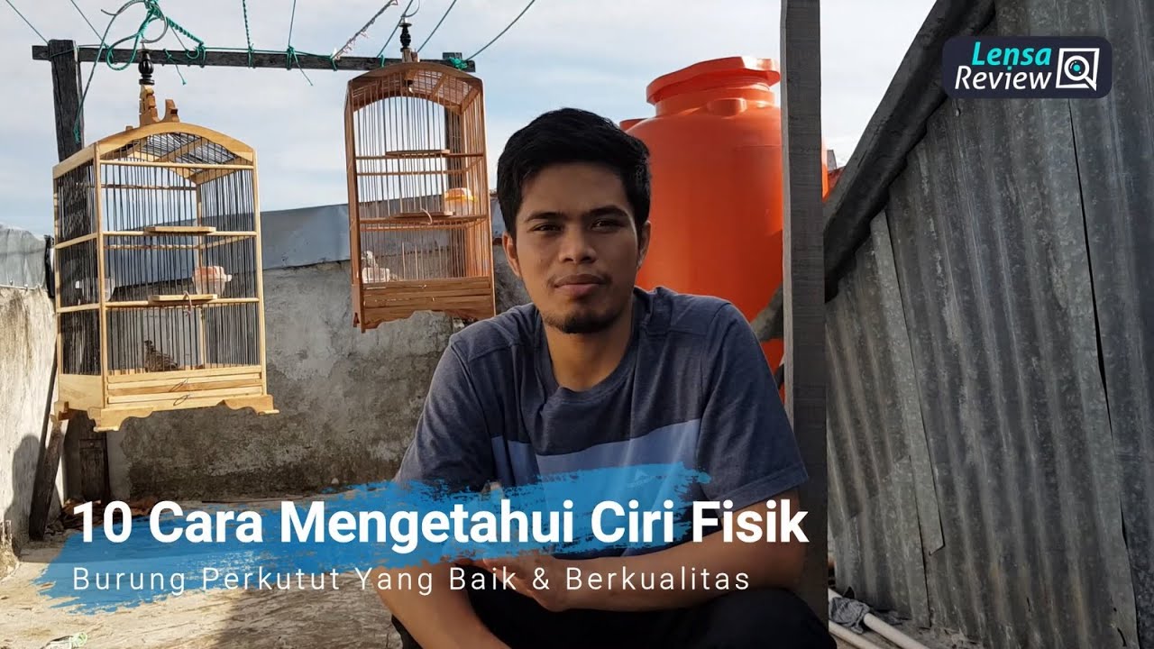 10 Cara Mengetahui Ciri Fisik Burung Perkutut yang Bagus dan