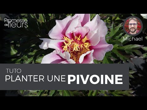 Vidéo: Qu'est-ce que les plantes à racines nues : un guide pour l'entretien des plantes à racines nues