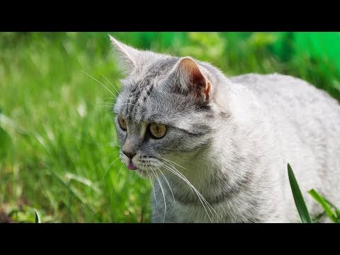 Британская кошка впервые на дикой природе | British Shorthair Cat