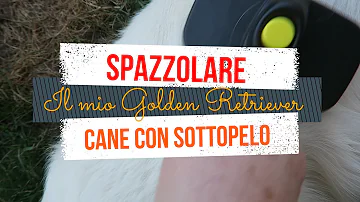 Qual è il sottopelo del cane?