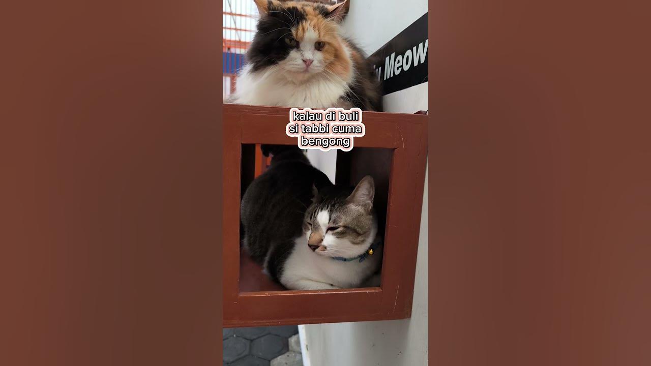 Si tabbi #ukulele #song #shortvideo #cat #catlover