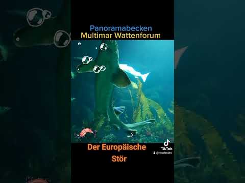 Europäische Stör im Panoramabecken #sturgeon #fische #aquarium #nordsee