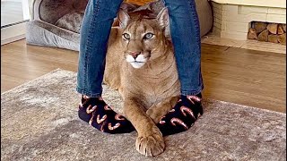 Family photo shoot with puma Messi! See Messi meets the photographer! Beautiful family shots soon ❤️