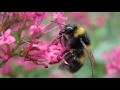 Common Bumblebees of the United Kingdom - Blooms for Bees