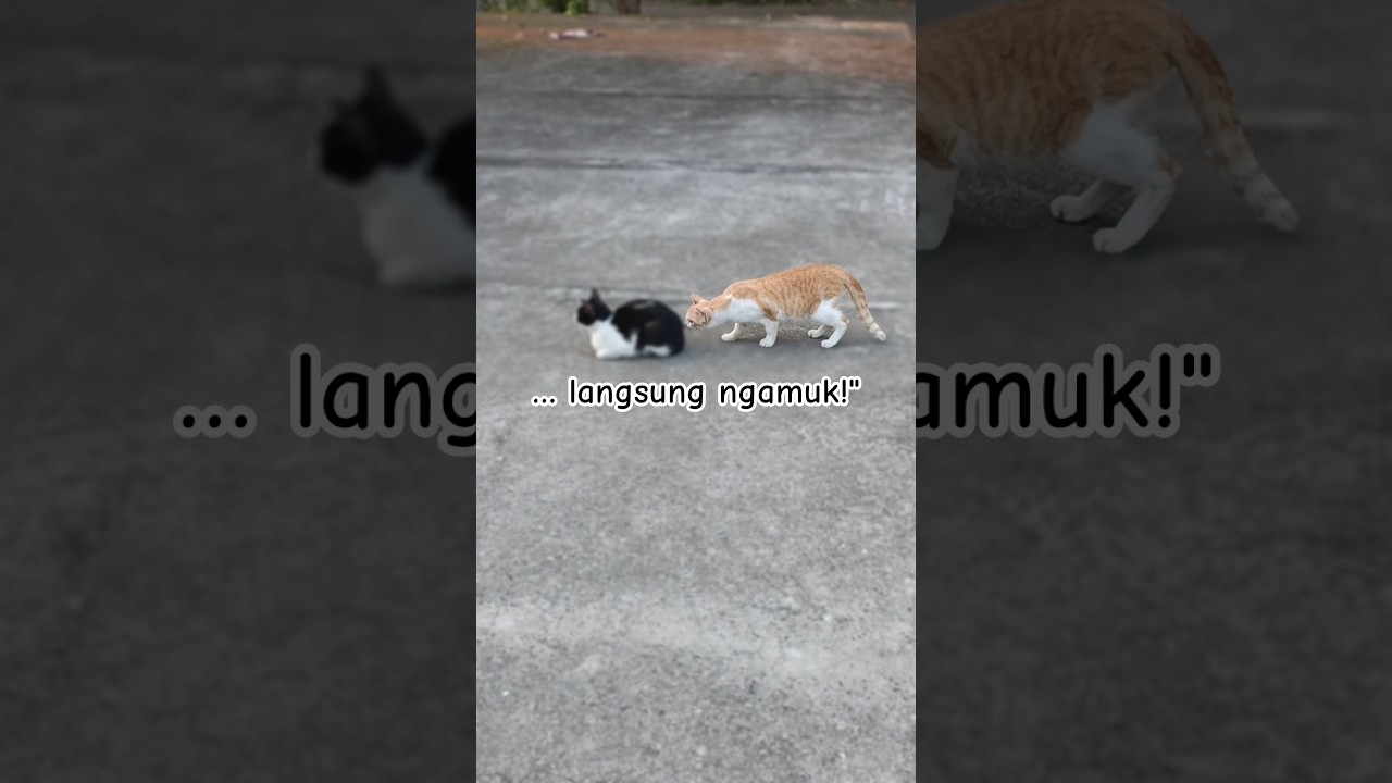 … langsung ngamuk!" 