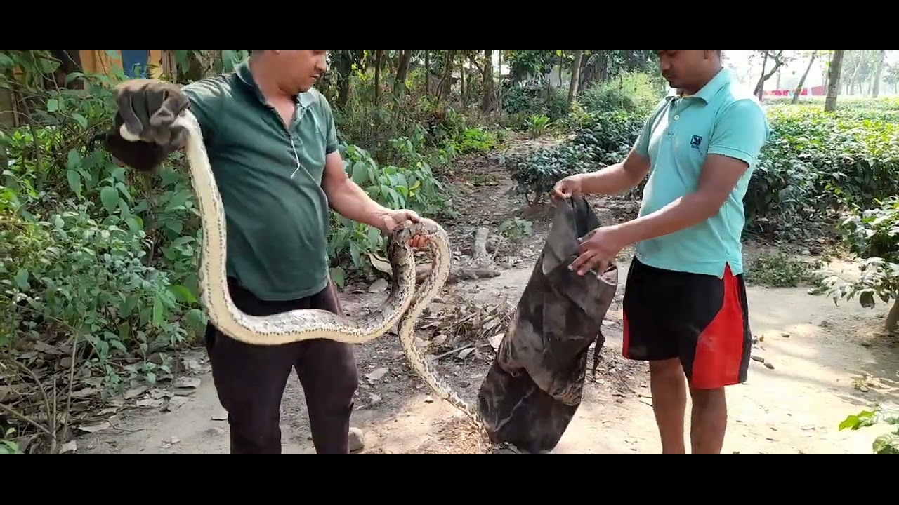 A 9 feet long Burmese Python rescued by forest official in Bagdogra ...