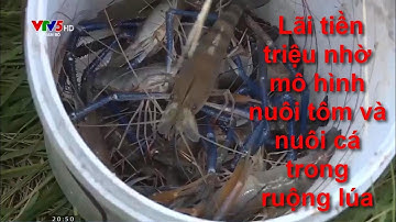 Lãi tiền triệu nhờ mô hình nuôi tôm và nuôi cá trong ruộng lúa