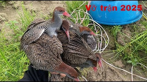 Vỡ trận chằng nghịch đánh đêm di cư 2025