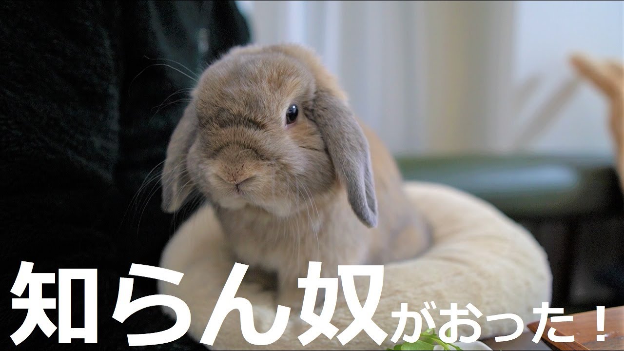 リンクスのうさぎってどんな色 せきとちゃんお迎えのきっかけ ホーランドロップ Youtube