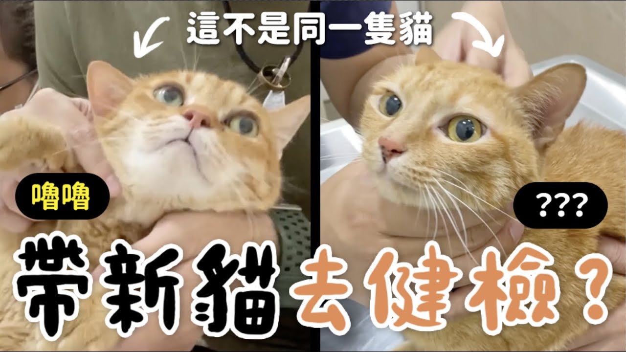 【黃阿瑪的後宮生活】帶新貓去健檢？