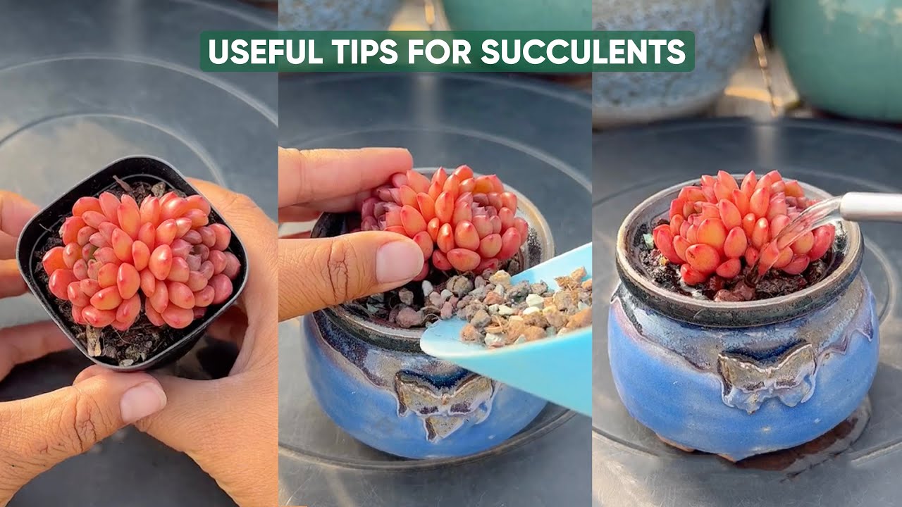 Easy Succulent Care Tips For BEGINNERS - YouTube