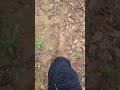 Walking barefoot, #travel #jungle #junglestory #jungleadventure #walking