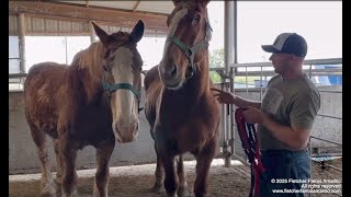 Another RESCUE in progress and an update on the horses saved from shipping to slaughter in April '25