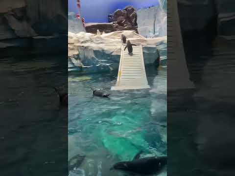 Antarctic island.., Sea world… Dubai… #dubailife #dubaiattractions #dubaitourism  #yasisland