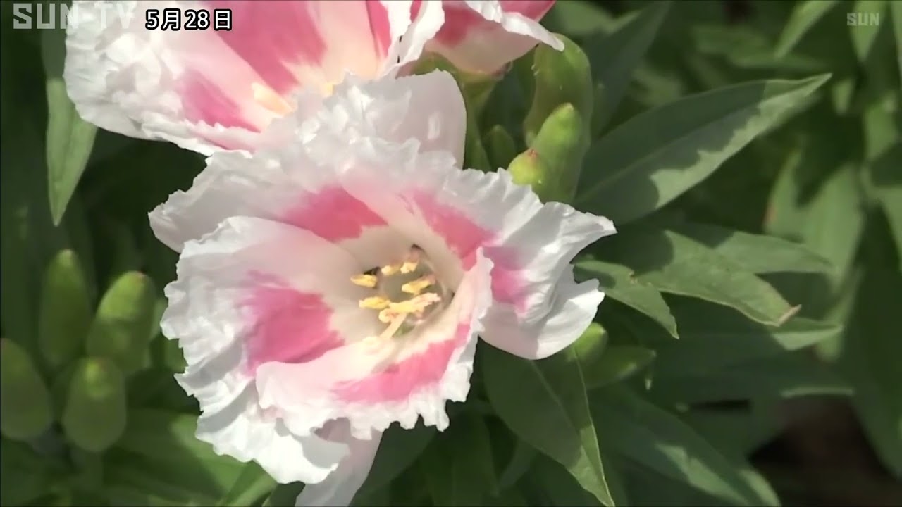 サテン生地のような花びらで一面華やか 淡路でゴデチアが見頃 Youtube サテン生地のような花びらで一面華やか 淡路でゴデチアが見頃 Youtube