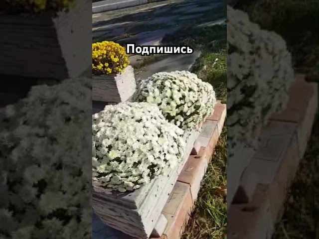 #творецзнает #мудрость #юмор #мысли #исцеление #топ #женщина #цветы