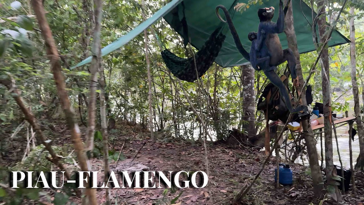 ACAMPAMENTO e PESCARIA, encontrei o SETOR dos PIAU e das MATRINXÃ, teve MUITA FISGADA