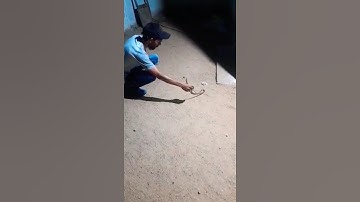 రాత్రి నాగు పాము పట్టడం జరిగింది #shorts #youtube shorts