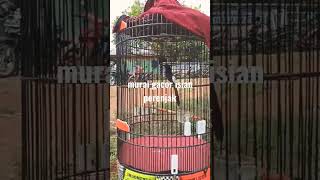 Download Lagu Murai gacor isian prenjak MP3