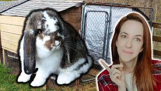 How To Start A Rabbitry The Right Way In 2025