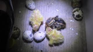 Quail Hatching on Day 20!
