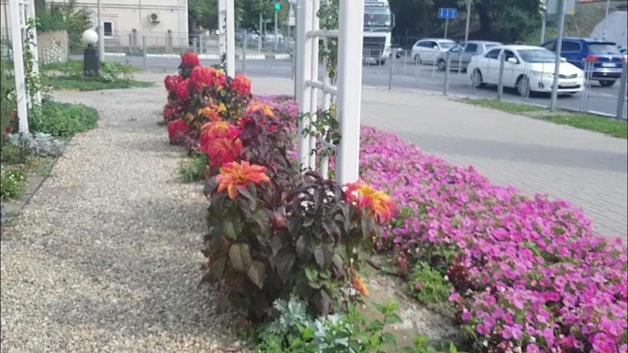 цветы лазаревское. цветочный лазаревское ярославль. лазаревское растения. цветы лазаревское. лазаревское растения.