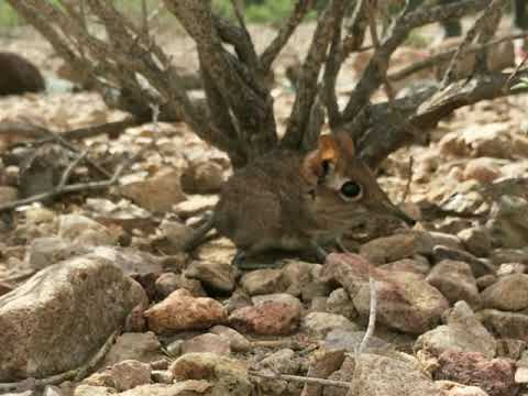 Somali Sengi rediscovered