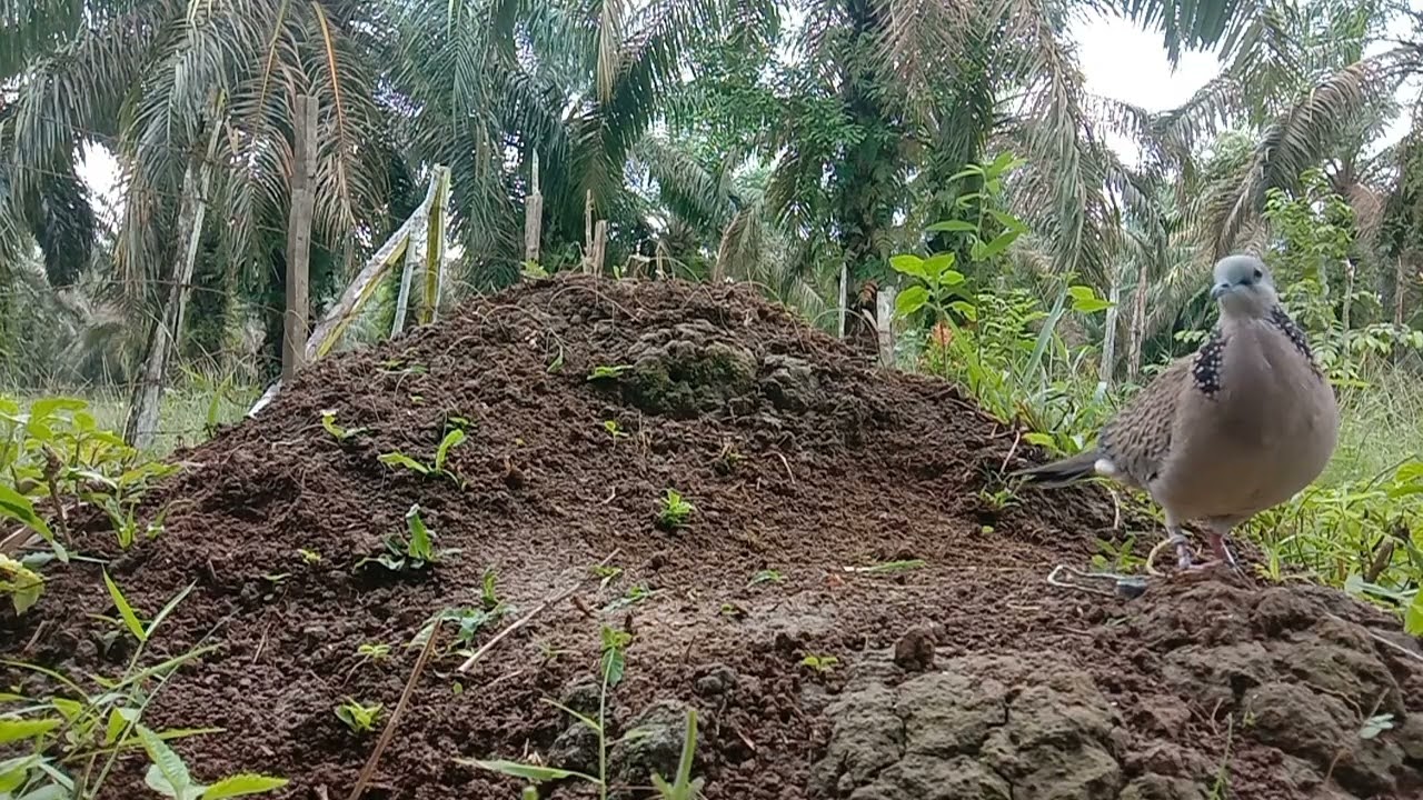 Bl penguasa baru ini belum mau turun ke laman.!?