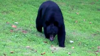 Black Bear Visit on Mt Gilead