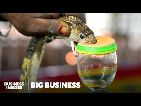 How Experts Collect Snake Venom To Save Human Lives | Big Business | Business Insider