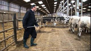 Viande  levage Sous Hormones  Lenqute Choc 
