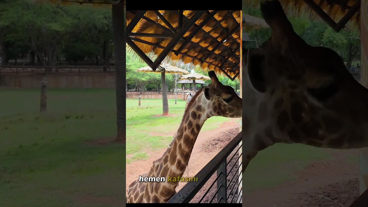 Korat Zoo hayvanat bahçesinde zürafa besledim