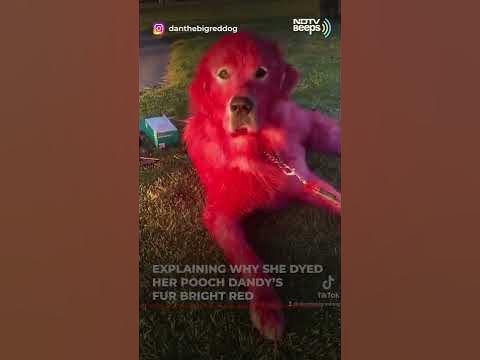 Pet owner receives mixed reactions after revealing why she dyes her dog  bright red