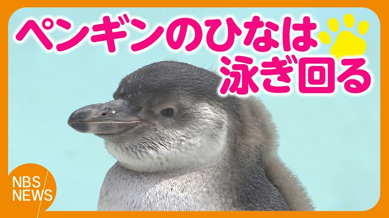 Penguin chicks swim around - YouTube