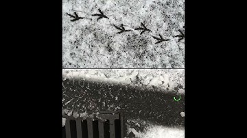 Two Worlds (Apart), Crow Nest Park, Dewsbury, Digital Video 2020 - Stephen Turner