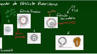 Desenvolvimento do Folículo Ovariano