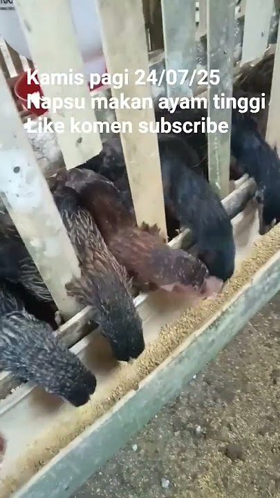 ngasih makan ayam pagi 24/07/25 #youtubeshorts #viral #lucu