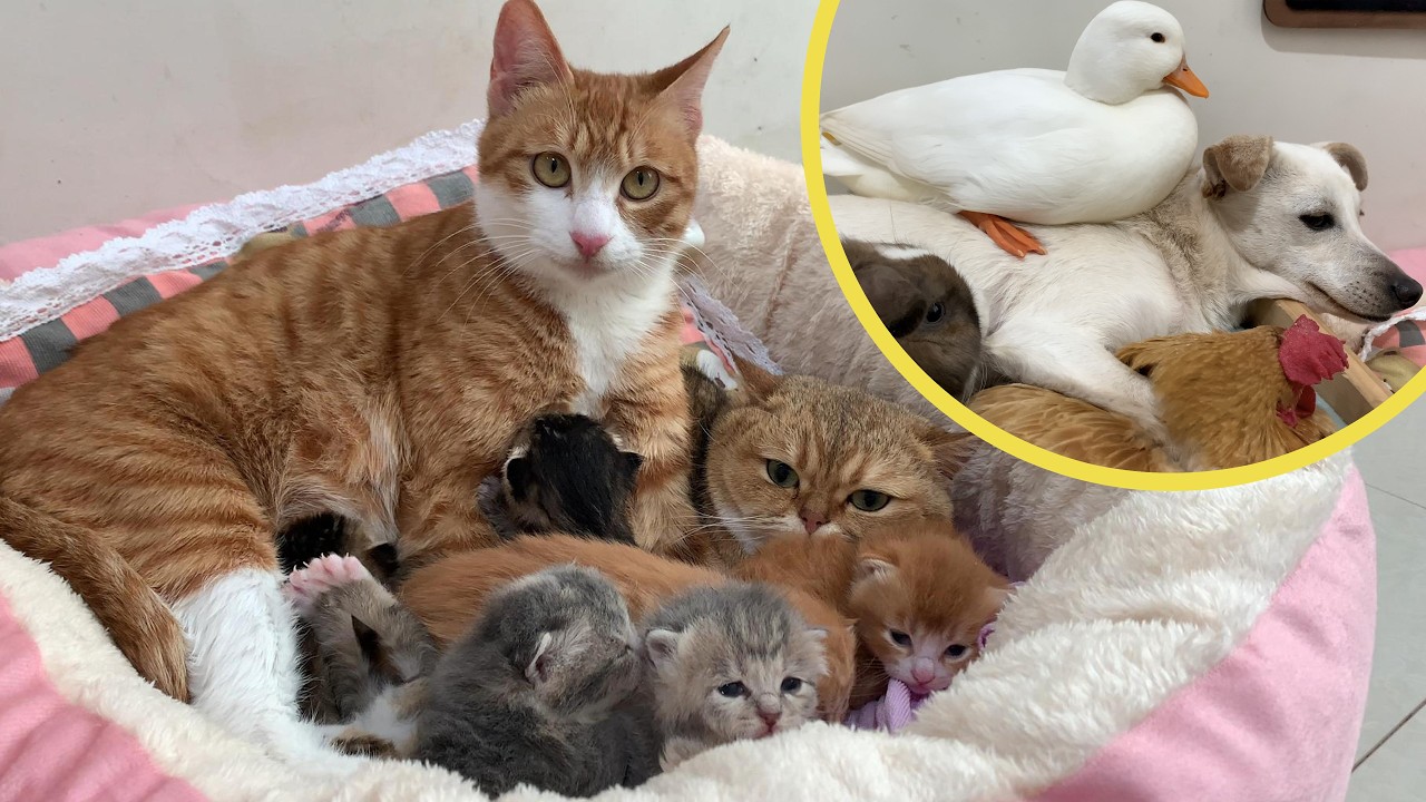 The duck was guarding the cat family as they slept! The hen, rabbit, and puppy were scolded by him.