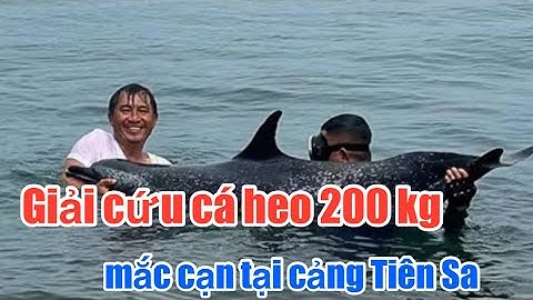 Giải cứu cá heo 200 kg mắc cạn tại cảng Tiên Sa. Cứu cá heo - có cứu được lương tri? #dtt