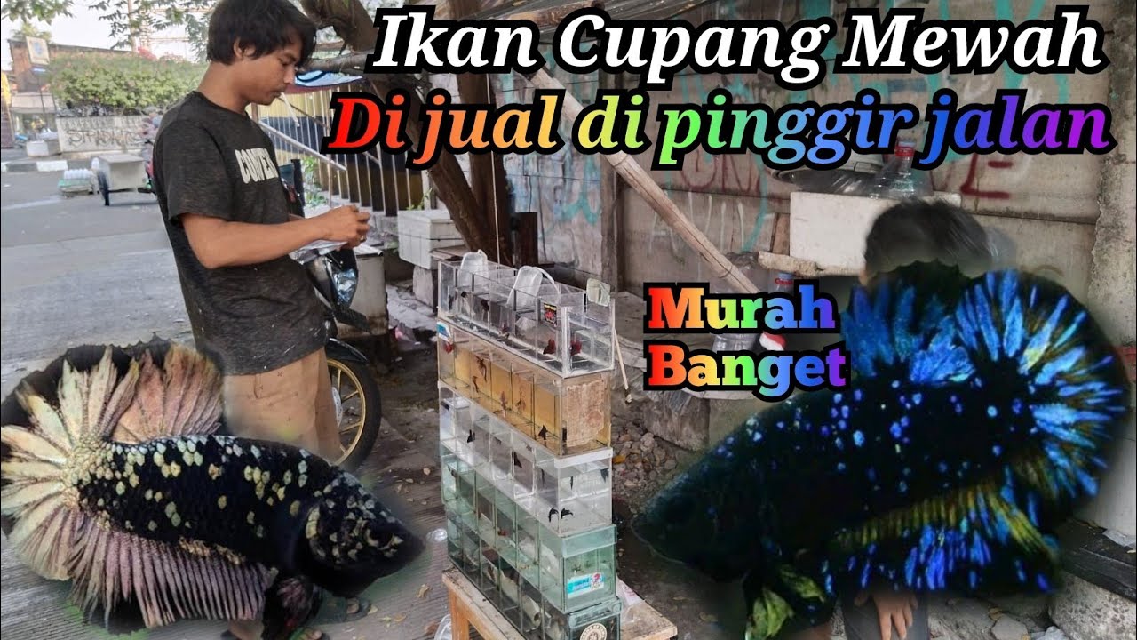 Ikan Cupang disini murah-murah banget
